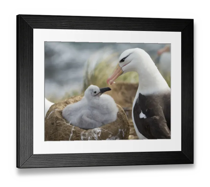 Framed Print : Adult and chick black-browed albatross on tower-shaped nest, Falkland Islands Framed Print : Adult and chick black-browed albatross on tower-shaped nest, Falkland Islands