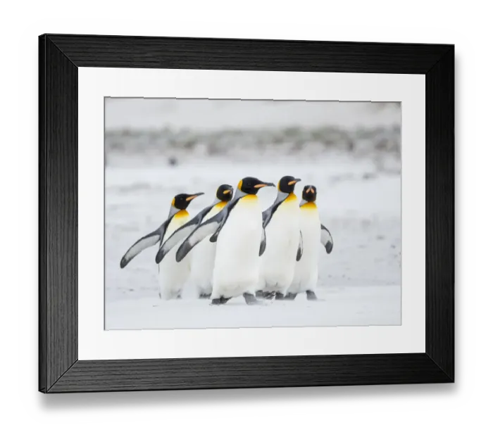 Framed Print : King Penguin on Falkland Islands Framed Print : King Penguin on Falkland Islands