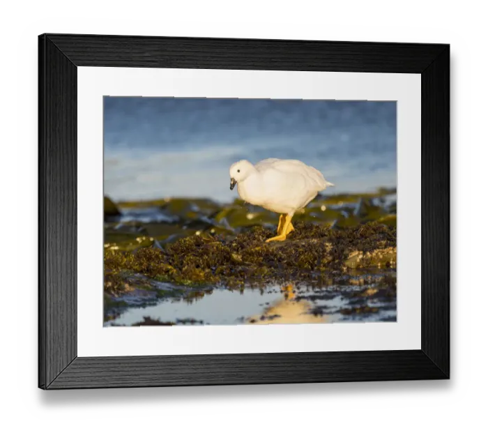 Framed Print : Kelp Goose, gander in tidal area, Falkland Islands Framed Print : Kelp Goose, gander in tidal area, Falkland Islands