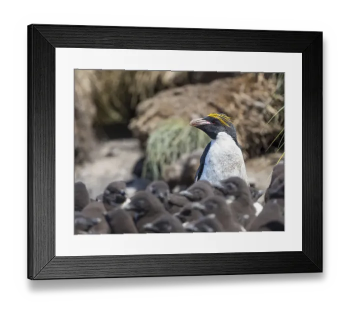Framed Print : Macaroni Penguin in colony of Southern Rockhopper Penguins on Bleaker Island, Falkland Islands Framed Print : Macaroni Penguin in colony of Southern Rockhopper Penguins on Bleaker Island, Falkland Islands