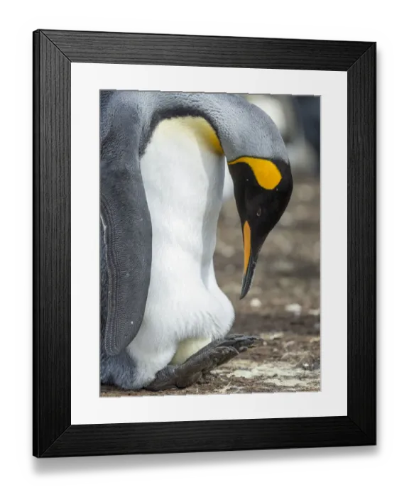 Framed Print : Egg being incubated by adult King Penguin while balancing on feet, Falkland Islands Framed Print : Egg being incubated by adult King Penguin while balancing on feet, Falkland Islands