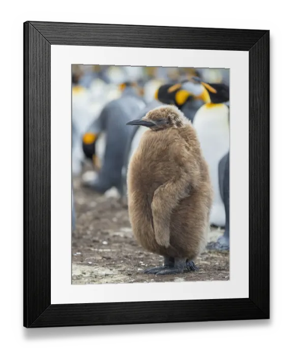 Framed Print : King Penguin chick with brown plumage, Falkland Islands