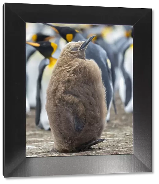King Penguin chick with brown plumage, Falkland Islands