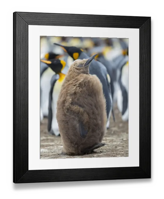Framed Print : King Penguin chick with brown plumage, Falkland Islands Framed Print : King Penguin chick with brown plumage, Falkland Islands