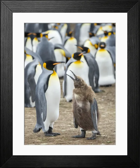 Framed Print : King Penguin feeding a chick in brown plumage, Falkland Islands Framed Print : King Penguin feeding a chick in brown plumage, Falkland Islands