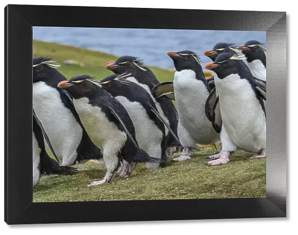Falkland Islands, Saunders Island. Southern rockhopper penguins heading to colony