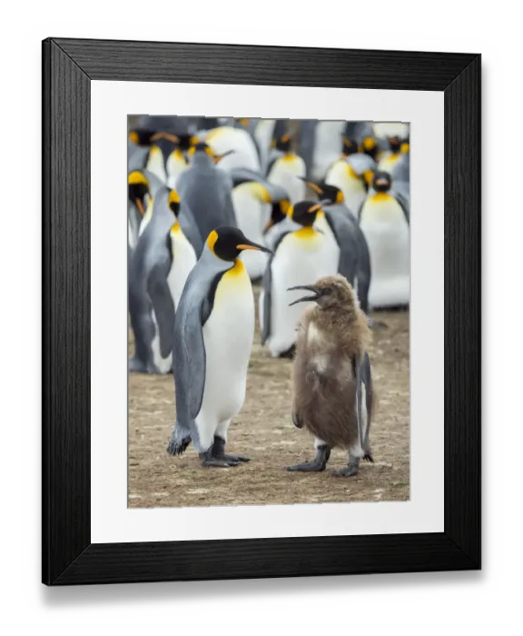 Framed Print : King Penguin feeding a chick in brown plumage, Falkland Islands Framed Print : King Penguin feeding a chick in brown plumage, Falkland Islands