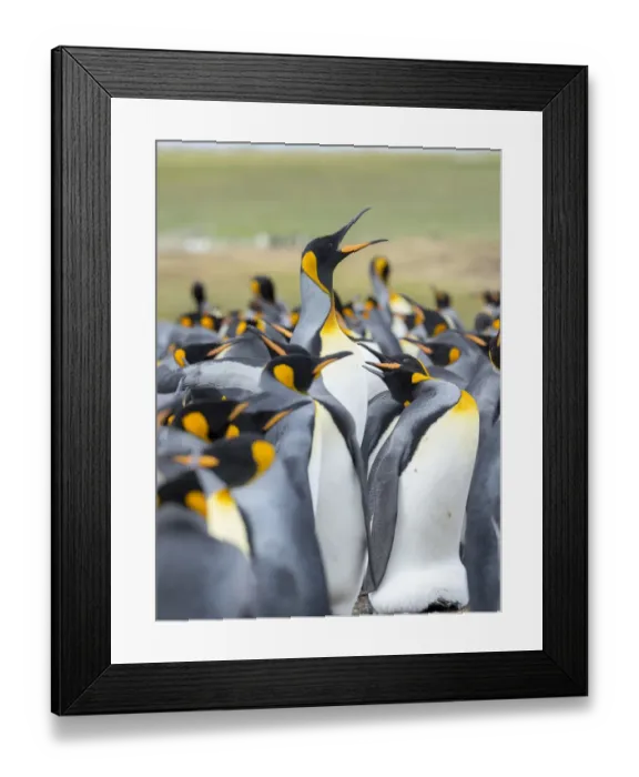 Framed Print : Adult King Penguin running through rookery while being pecked at by neighbors, Falkland Islands