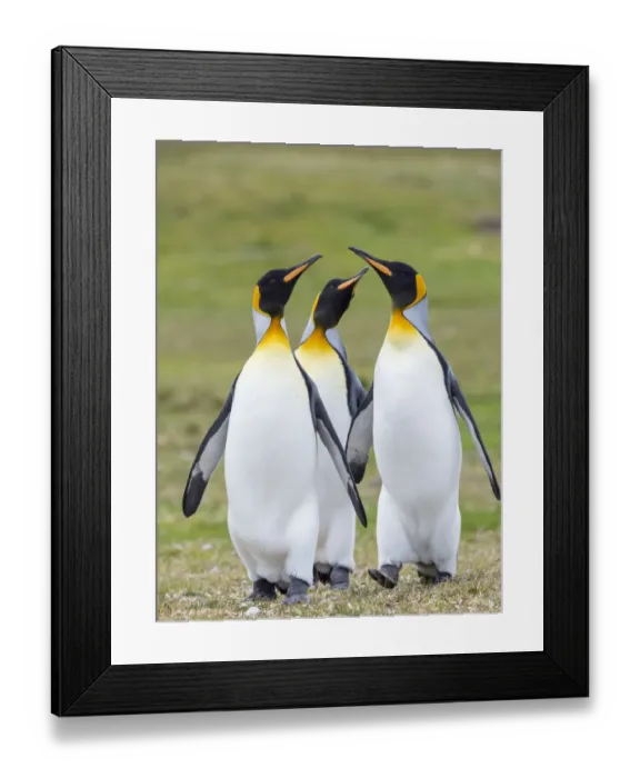 Framed Print : King Penguin courtship display, Falkland Islands Framed Print : King Penguin courtship display, Falkland Islands