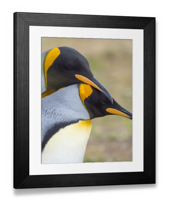 Framed Print : King Penguin courtship display, Falkland Islands