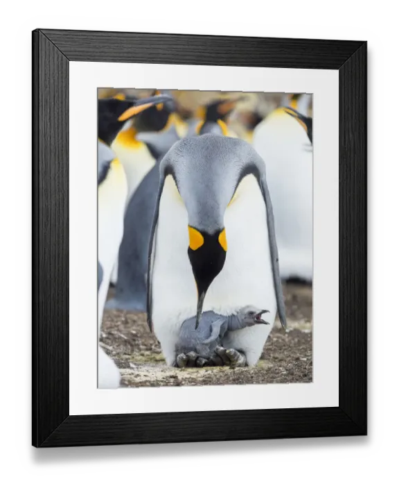 Framed Print : King Penguin chick begging for food while resting on the feet of a parent, Falkland Islands Framed Print : King Penguin chick begging for food while resting on the feet of a parent, Falkland Islands