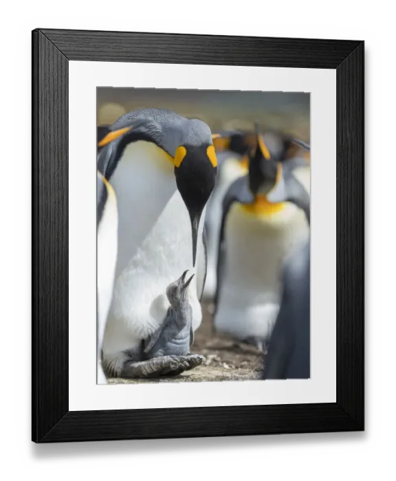 Framed Print : King Penguin chick begging for food while resting on the feet of a parent, Falkland Islands Framed Print : King Penguin chick begging for food while resting on the feet of a parent, Falkland Islands