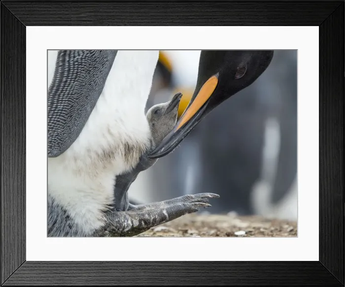Framed Print : King Penguin chick balancing on the feet of a parent, Falkland Islands Framed Print : King Penguin chick balancing on the feet of a parent, Falkland Islands