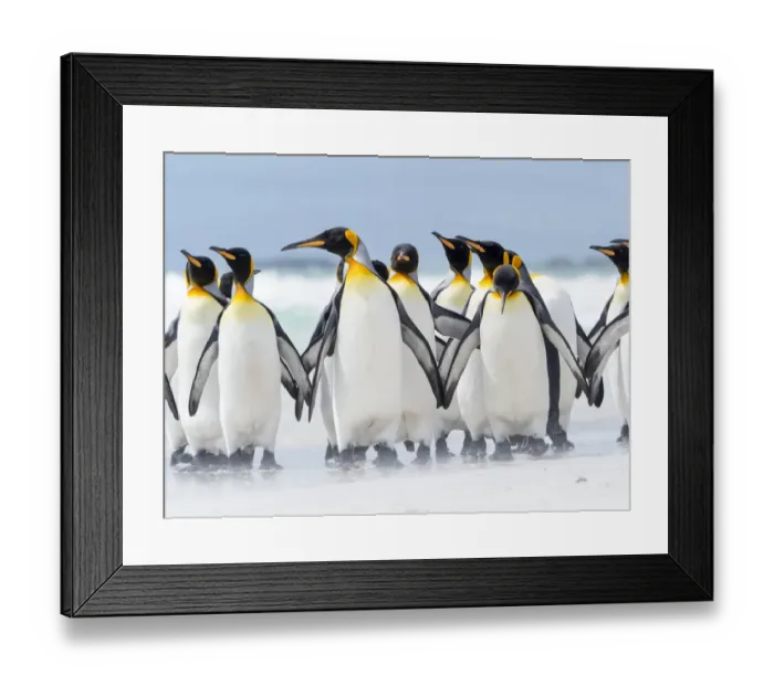 Framed Print : King Penguin, Falkland Islands Framed Print : King Penguin, Falkland Islands