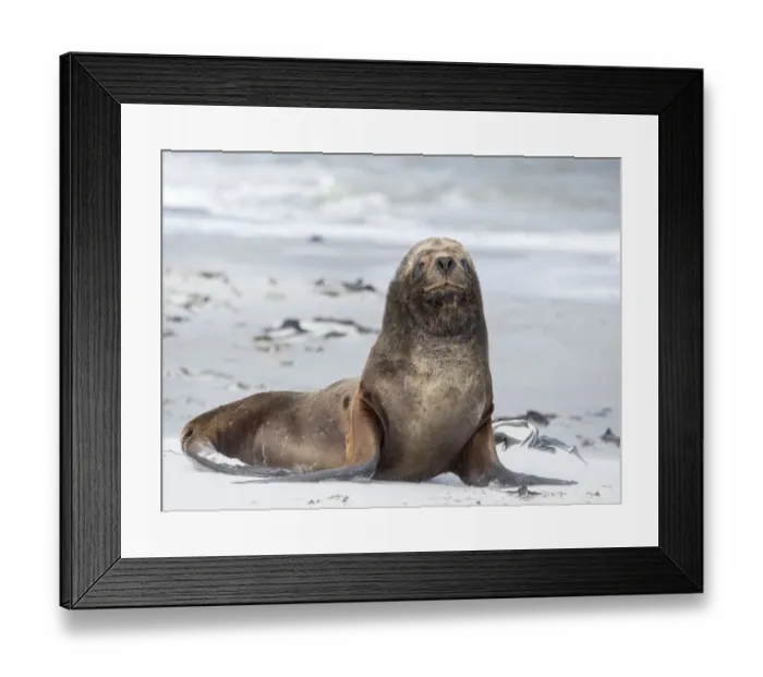 Framed Print : Young South American sea lion bull on sandy beach. South America, Falkland Islands