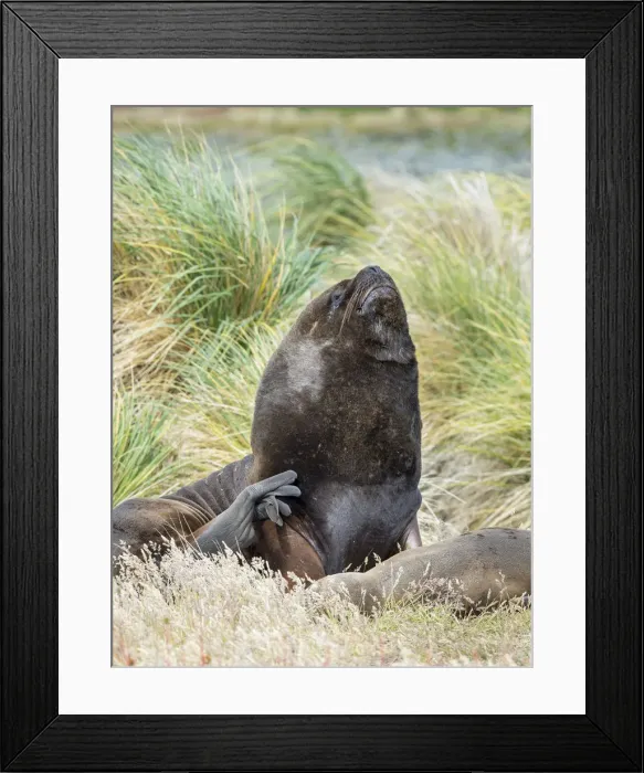 Framed Print : Bull and female South American sea lion in tussock belt, Falkland Islands Framed Print : Bull and female South American sea lion in tussock belt, Falkland Islands