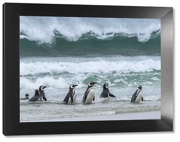 Falkland Islands, Saunders Island. Magellanic penguins emerge from the sea
