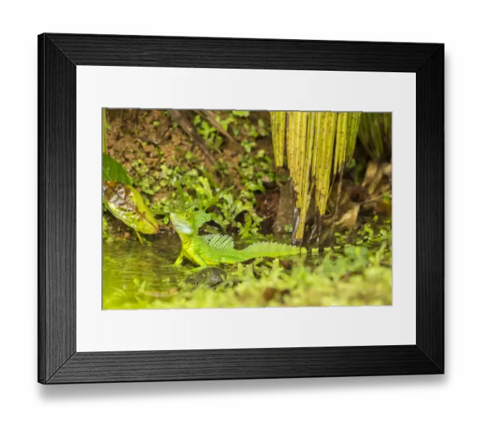 Framed Print : Costa Rica, Sarapique River Valley. Green basilisk close-up Framed Print : Costa Rica, Sarapique River Valley. Green basilisk close-up