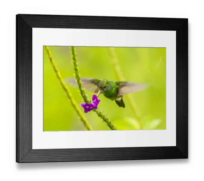 Framed Print : Costa Rica, Arenal. Rufous-tailed hummingbird feeding on vervain Framed Print : Costa Rica, Arenal. Rufous-tailed hummingbird feeding on vervain