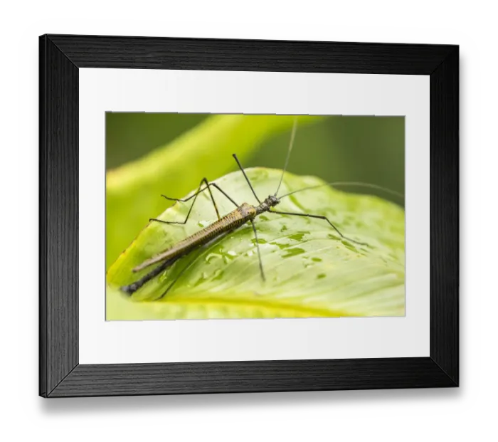 Framed Print : Costa Rica, Arenal. Walkingstick insect on leaf Framed Print : Costa Rica, Arenal. Walkingstick insect on leaf