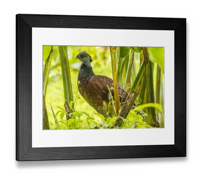 Framed Print : Costa Rica, Arenal. Female great currassow bird close-up Framed Print : Costa Rica, Arenal. Female great currassow bird close-up
