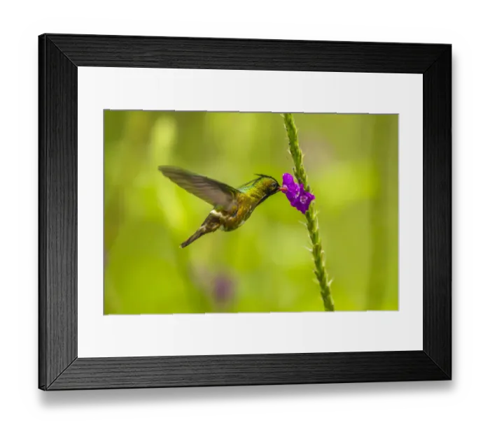Framed Print : Costa Rica, Arenal. Black-crested coquette feeding on vervain Framed Print : Costa Rica, Arenal. Black-crested coquette feeding on vervain