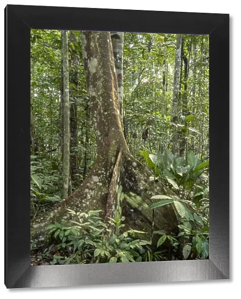 Amazon National Park, Peru. Ficus tree with buttress roots in the rainforest