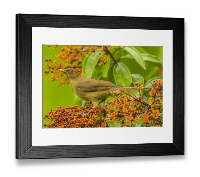 Framed Print : Costa Rica, Arenal. Clay-colored thrush and berries Framed Print : Costa Rica, Arenal. Clay-colored thrush and berries