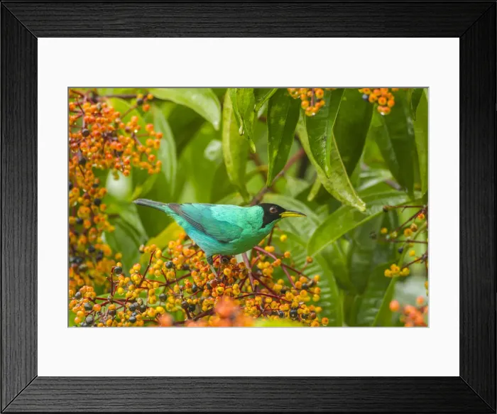 Framed Print : Costa Rica, Arenal. Green honeycreeper and berries
