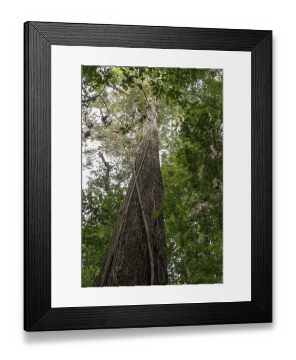 Framed Print : Amazon National Park, Peru. Vines clasped onto a tree trunk to give them support as Framed Print : Amazon National Park, Peru. Vines clasped onto a tree trunk to give them support as