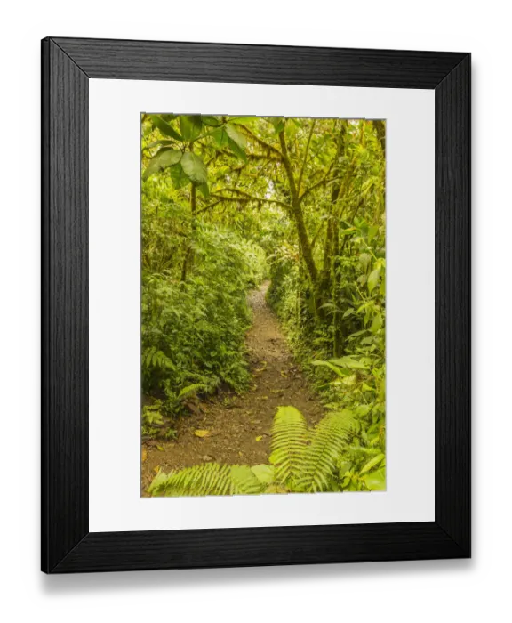 Framed Print : Costa Rica, Monteverde Cloud Forest Reserve Framed Print : Costa Rica, Monteverde Cloud Forest Reserve