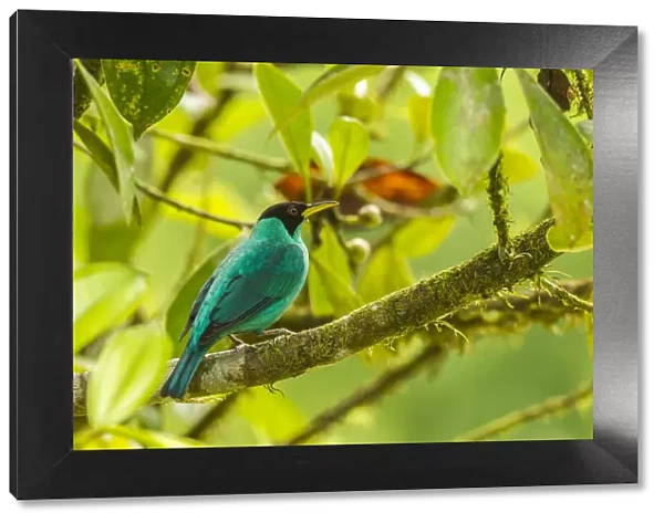 Costa Rica, La Selva Biological Station. Green honeycreeper bird on limb. Credit as