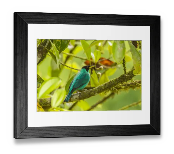 Framed Print : Costa Rica, La Selva Biological Station. Green honeycreeper bird on limb. Credit as Framed Print : Costa Rica, La Selva Biological Station. Green honeycreeper bird on limb. Credit as