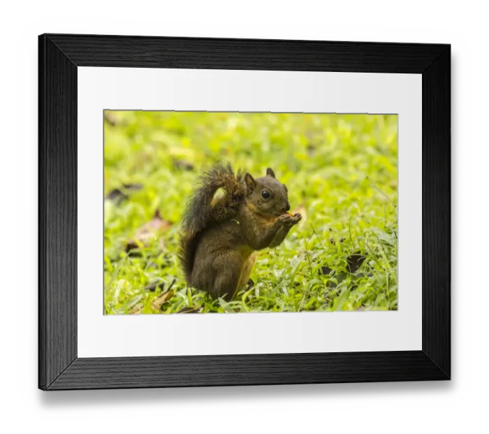 Framed Print : Costa Rica, Arenal. Red-tailed squirrel feeding