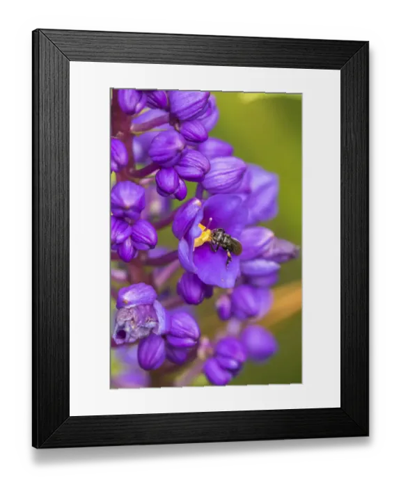 Framed Print : Costa Rica, Arenal. Insect on blossom. Credit as: Cathy & Gordon Illg  /  Jaynes Gallery
