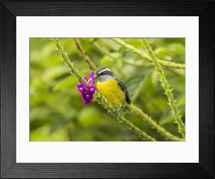 Framed Print : Costa Rica, Arenal. Bananaquit feeding on vervain Framed Print : Costa Rica, Arenal. Bananaquit feeding on vervain