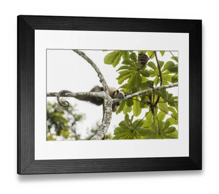 Framed Print : Costa Rica, Lake Arenal. Northern tamandua anteater in tree Framed Print : Costa Rica, Lake Arenal. Northern tamandua anteater in tree