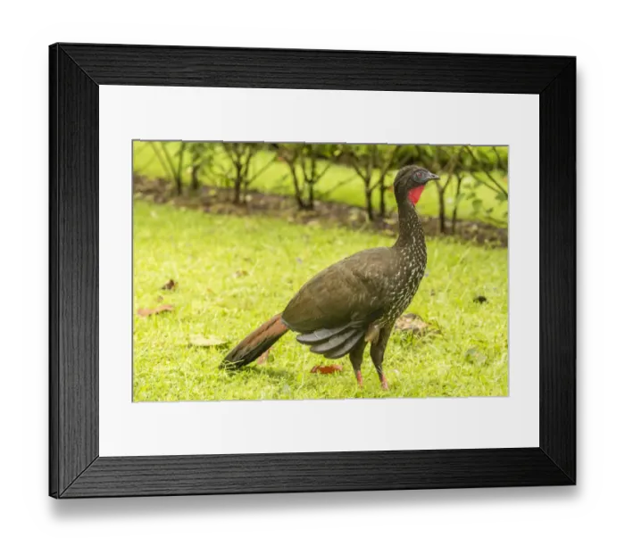 Framed Print : Costa Rica, Arenal. Crested guan on ground