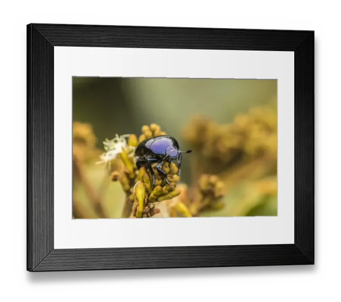 Framed Print : Costa Rica, Monteverde Cloud Forest Reserve Framed Print : Costa Rica, Monteverde Cloud Forest Reserve