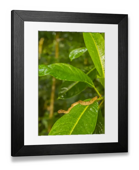 Framed Print : Costa Rica, Monteverde Cloud Forest Reserve. Side-striped palm pit viper. Credit as Framed Print : Costa Rica, Monteverde Cloud Forest Reserve. Side-striped palm pit viper. Credit as