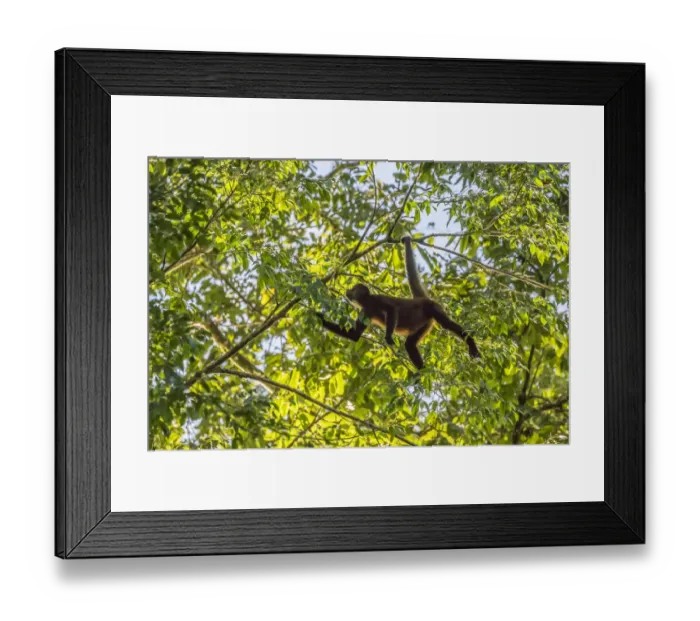 Framed Print : Costa Rica, La Selva Biological Research Station. Spider monkey in tree. Credit as Framed Print : Costa Rica, La Selva Biological Research Station. Spider monkey in tree. Credit as