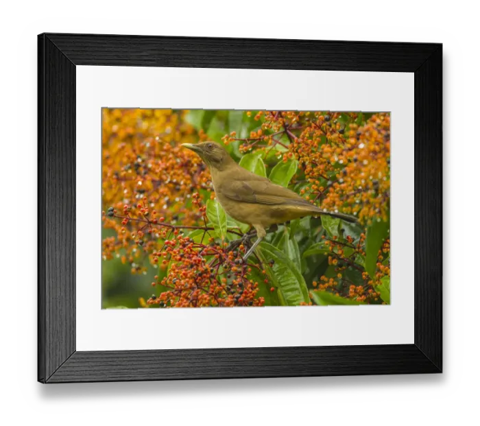 Framed Print : Costa Rica, Arenal. Clay-colored thrush and berries Framed Print : Costa Rica, Arenal. Clay-colored thrush and berries