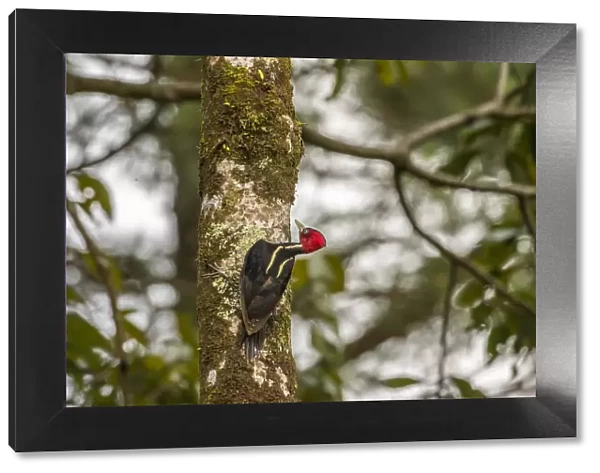 Costa Rica, Arenal. Pale-billed woodpecker on tree
