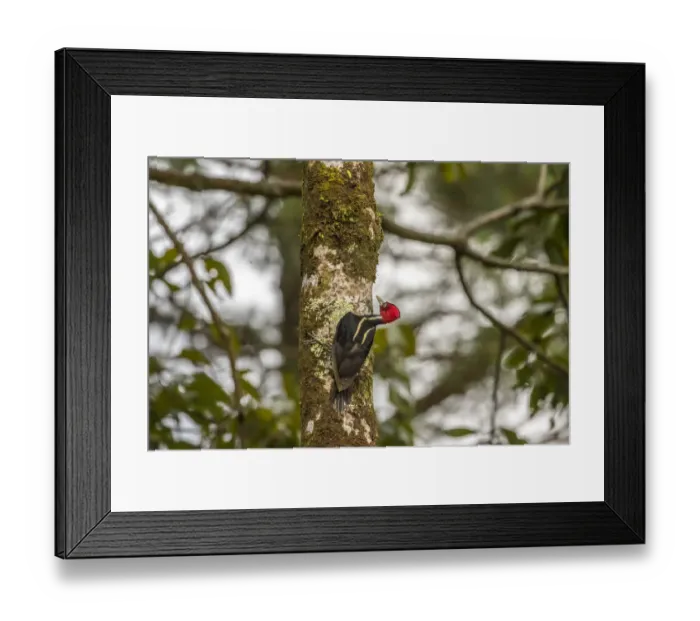 Framed Print : Costa Rica, Arenal. Pale-billed woodpecker on tree Framed Print : Costa Rica, Arenal. Pale-billed woodpecker on tree