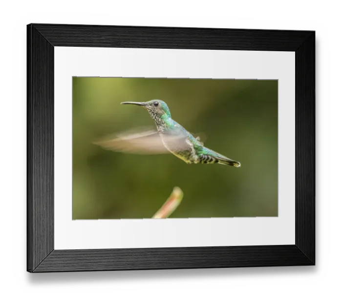 Framed Print : Costa Rica, Sarapiqui River Valley. Female white-necked jacobin flying. Credit as Framed Print : Costa Rica, Sarapiqui River Valley. Female white-necked jacobin flying. Credit as