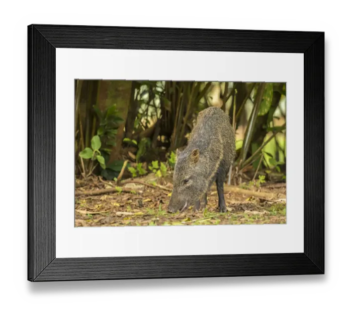 Framed Print : Costa Rica, La Selva Biological Station. Collared peccary close-up Framed Print : Costa Rica, La Selva Biological Station. Collared peccary close-up