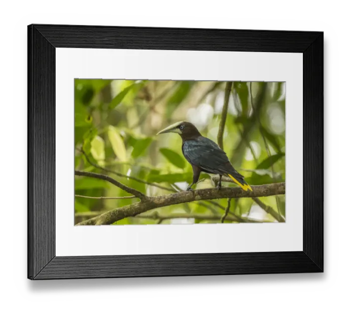Framed Print : Costa Rica, Sarapiqui River Valley. Chestnut-headed oropendola bird on limb. Credit as Framed Print : Costa Rica, Sarapiqui River Valley. Chestnut-headed oropendola bird on limb. Credit as