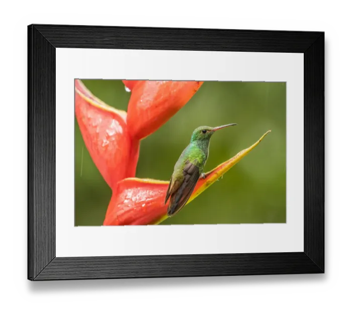Framed Print : Costa Rica, Sarapiqui River Valley. Rufous-tailed hummingbird on heliconia plant. Credit as Framed Print : Costa Rica, Sarapiqui River Valley. Rufous-tailed hummingbird on heliconia plant. Credit as