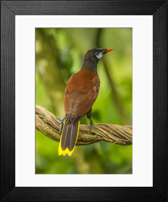 Framed Print : Costa Rica, Sarapiqui River Valley. Montezuma oropendola bird on vine Framed Print : Costa Rica, Sarapiqui River Valley. Montezuma oropendola bird on vine