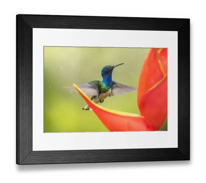 Framed Print : Costa Rica, Sarapique River Valley. Male white-necked jacobin feeding on heliconia Framed Print : Costa Rica, Sarapique River Valley. Male white-necked jacobin feeding on heliconia